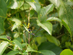 Trichonephila turneri