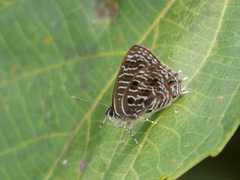 Anthene larydas