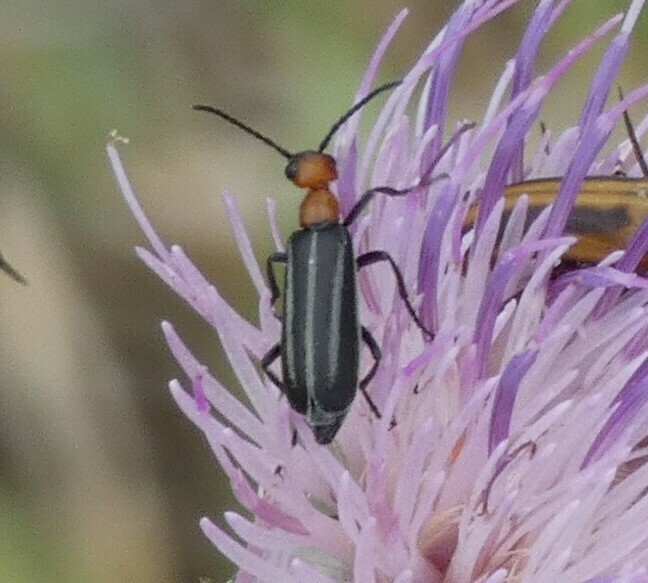 Epicauta sanguinicollis
