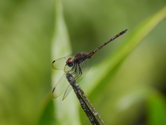 Trithemis aenea