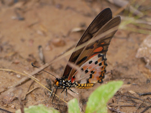Acraea Swordtail