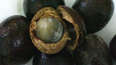 Pometia pinnata