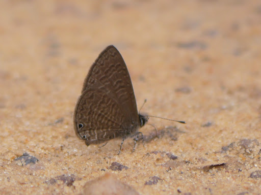 Pseudonacaduba aethiops