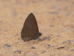 Pseudonacaduba aethiops