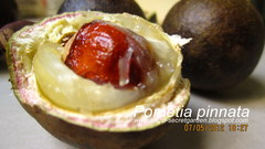Pometia pinnata