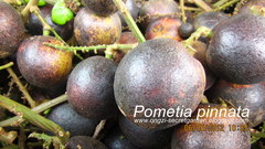 Pometia pinnata