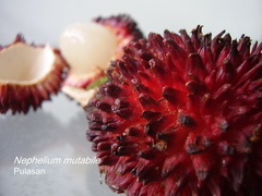 Nephelium mutabile