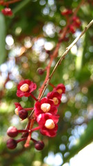 Lepisanthes alata
