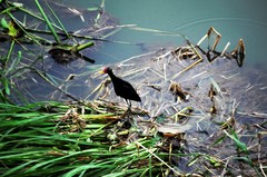 Jacana jacana hypomelaena