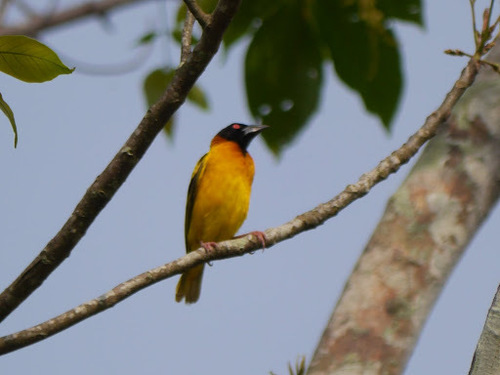 Village Weaver (Ploceus cucullatus)