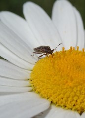 Rhypodes