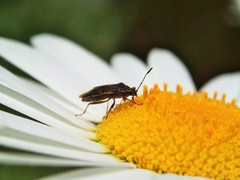 Rhypodes