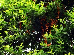 Magnoliopsida