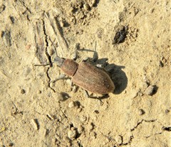 Tanymecus palliatus