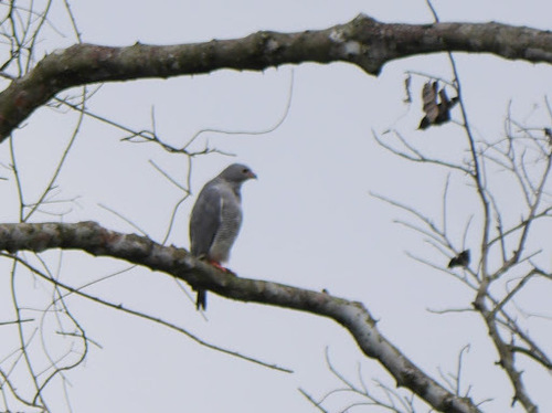Lizard Buzzard (Kaupifalco monogrammicus)