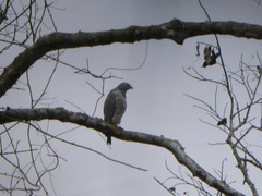 Kaupifalco monogrammicus