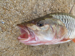 Hampala macrolepidota