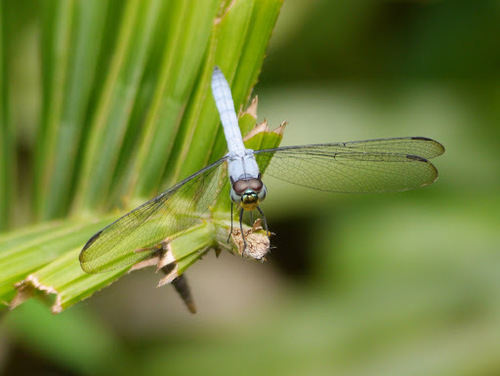 Inspector (Chalcostephia flavifrons)