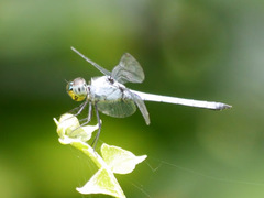 Chalcostephia flavifrons