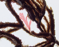 Cladostephus spongiosus