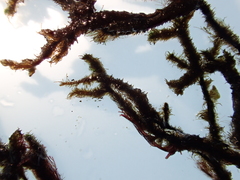 Cladostephus spongiosus