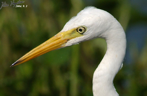 Intermediate Egret, This medium-sized heron in the genus Eg…