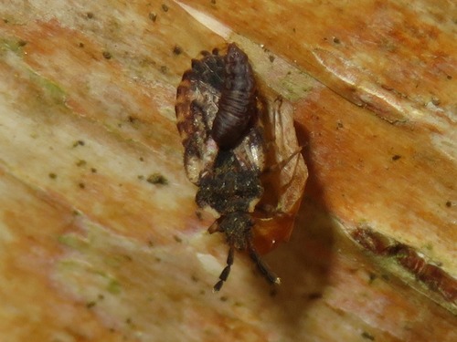pale-shouldered flatbug, Leidschendam, Nederland, photo 6 of 10