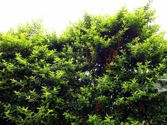 Magnoliopsida