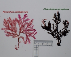 Cladostephus spongiosus