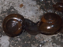 Macrochlamys nitidissima