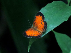 Mazia amazonica
