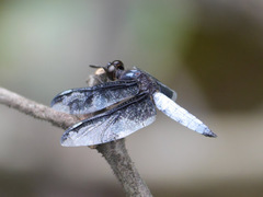 Palpopleura portia