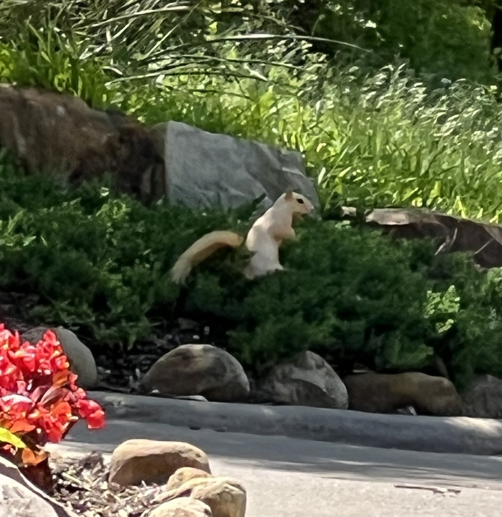 Fox Squirrel from N Meandering Way, Fairview, TX, US on April 30, 2023
