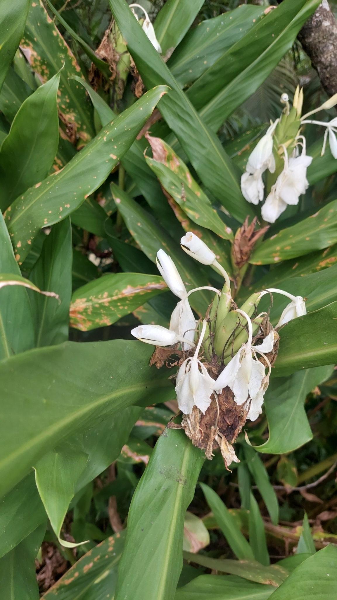 Hedychium coronarium