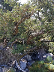 Podocarpus elongatus