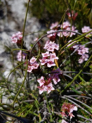 Erica fastigiata