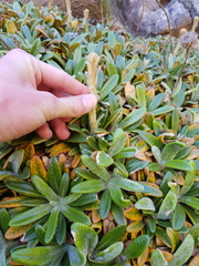 Oldenburgia intermedia