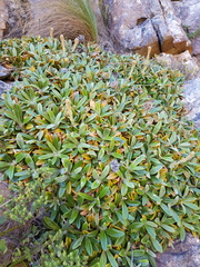 Oldenburgia intermedia