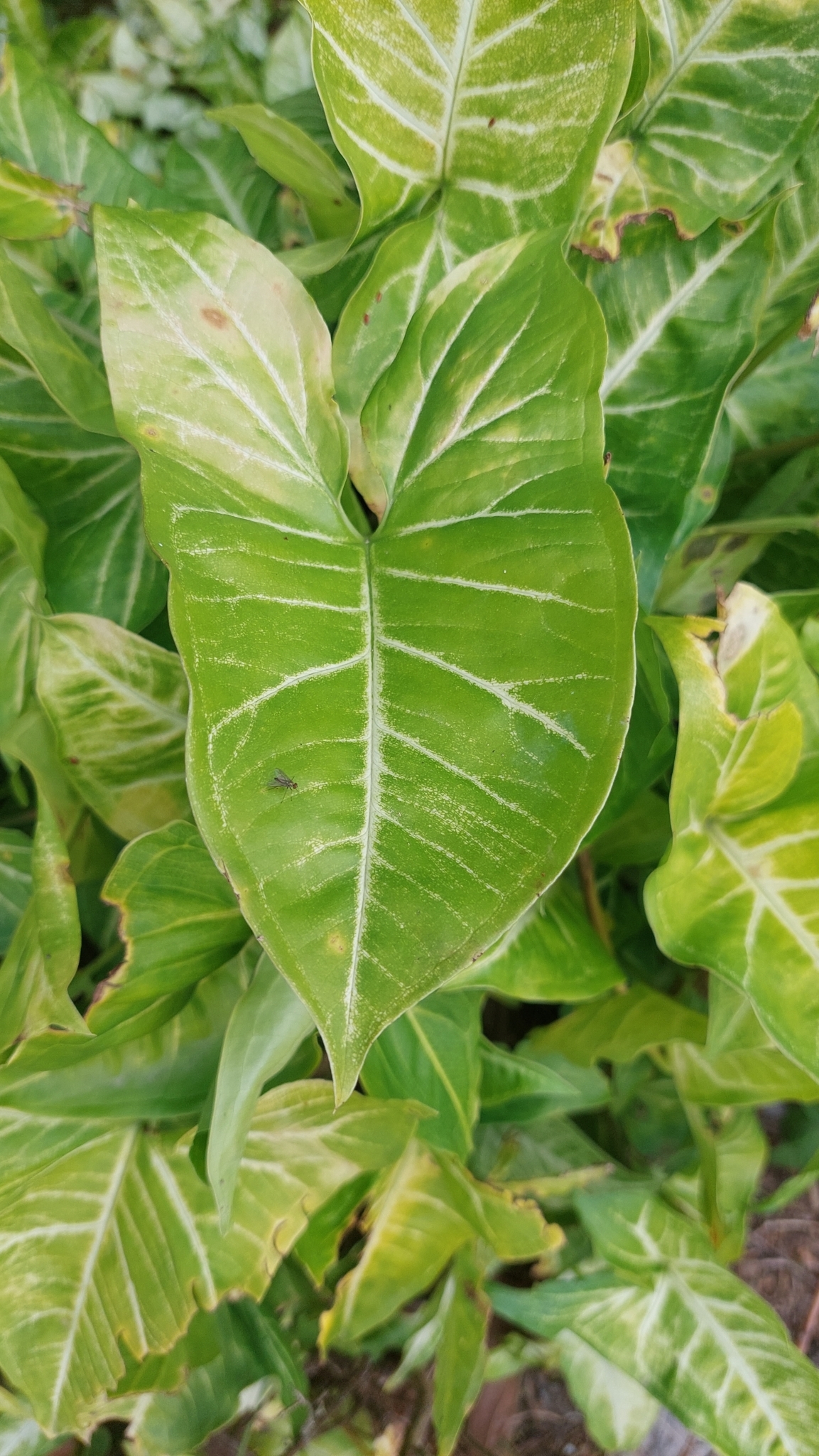 Syngonium podophyllum