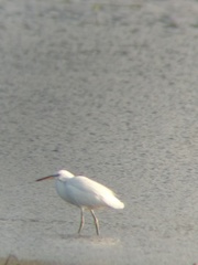 Egretta eulophotes