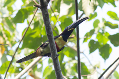 Pteroglossus castanotis