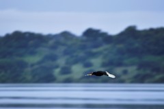 Jacana jacana hypomelaena