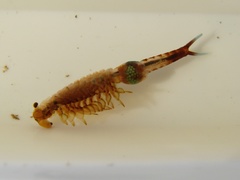 Eubranchipus vernalis