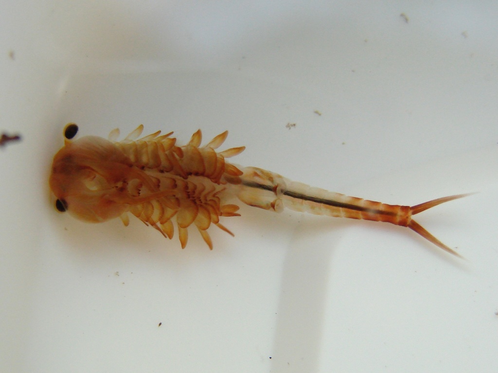 Eubranchipus