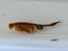 Eubranchipus vernalis