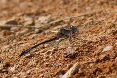 Anisoptera