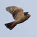 Tiny Hawk - Photo (c) vireolanius, some rights reserved (CC BY-NC), uploaded by vireolanius