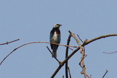 Stilpnia nigrocincta