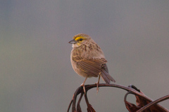 Ammodramus aurifrons