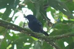 Dysithamnus leucostictus